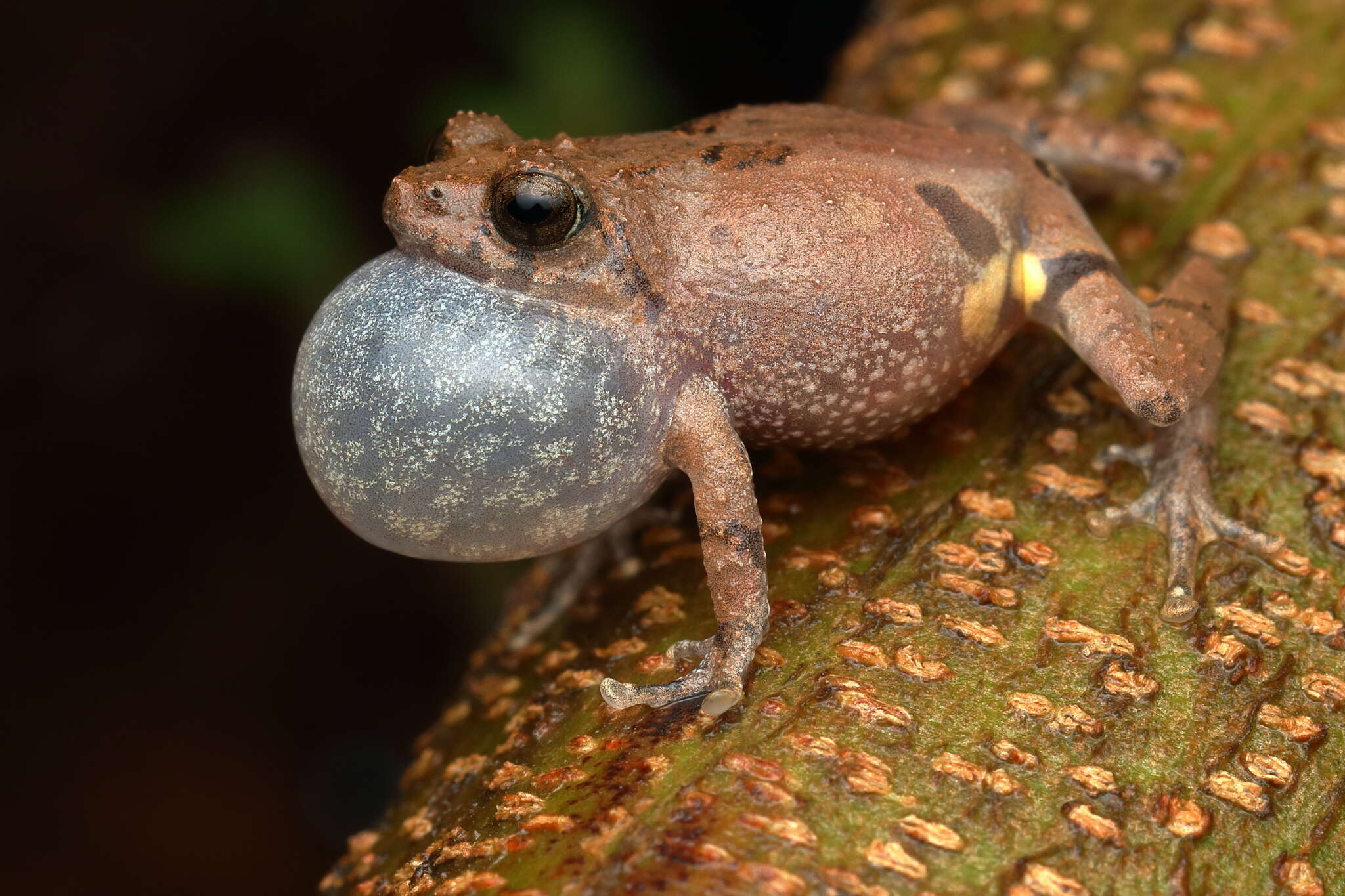 Image of Kudremukh bush frog