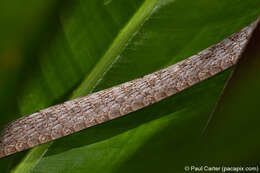 Image of Brown Whip Snake