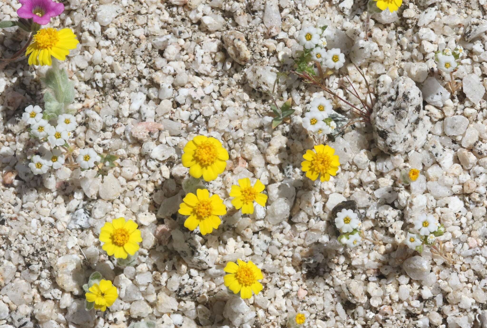 Image of San Bernardino Mountain gilia