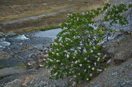 Imagem de Aesculus californica (Spach) Nutt.