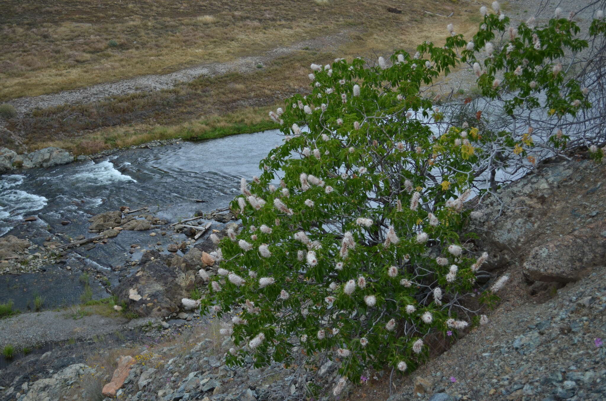 Image of California buckeye