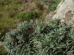 Sivun Phagnalon saxatile subsp. saxatile kuva