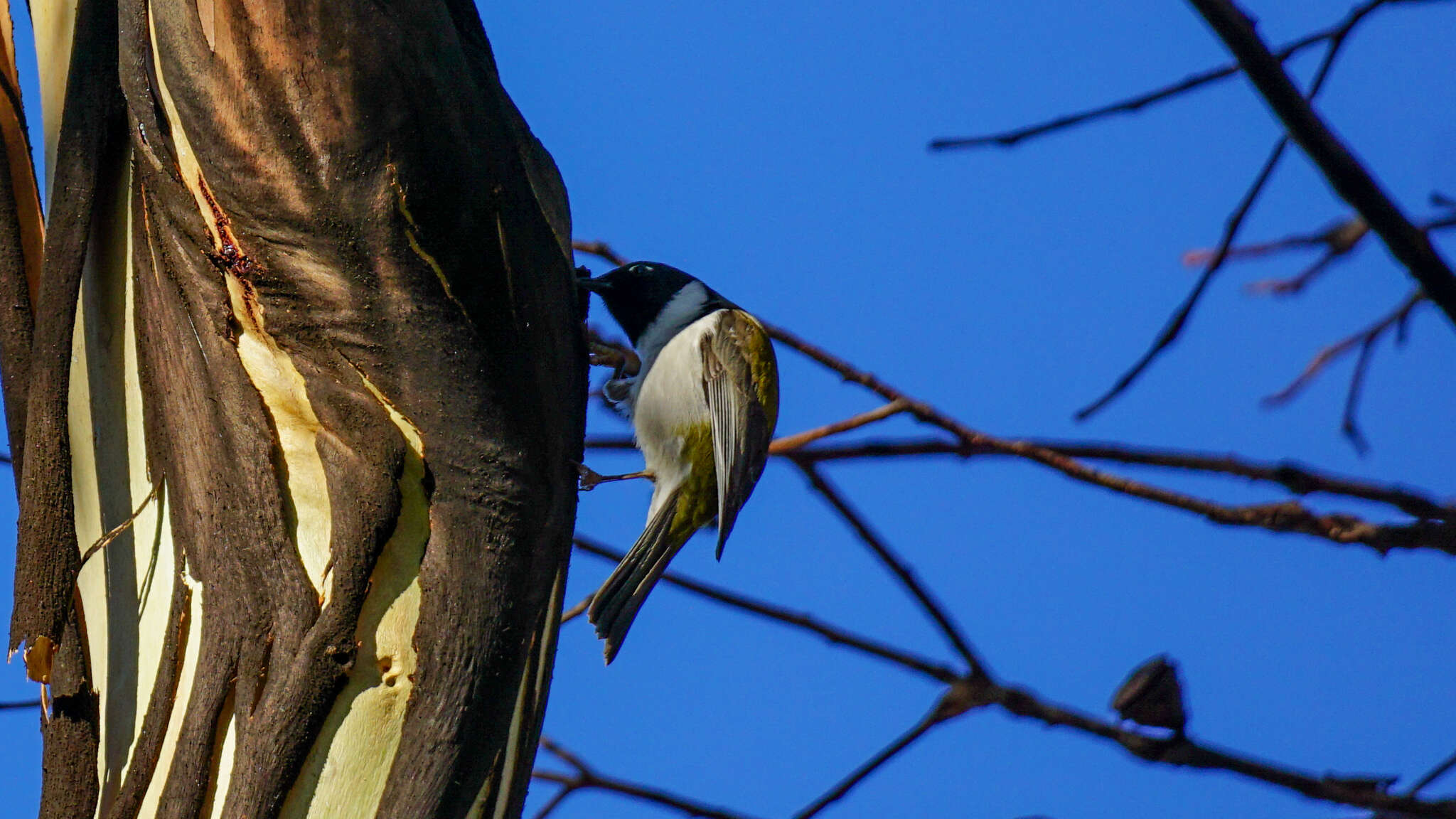 Image of Black-headed Honeyeater