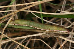 Image of Cucullia xeranthemi Boisduval 1840