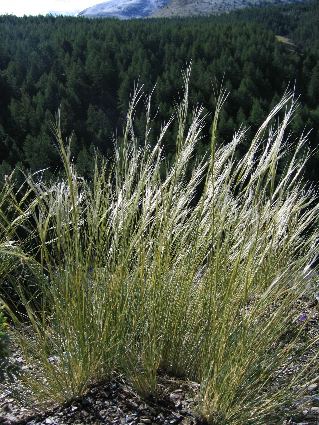 Stipa orientalis Trin.的圖片