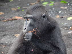 Image of Celebes crested macaque