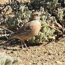 Imagem de Chersomanes albofasciata kalahariae (Ogilvie-Grant 1912)