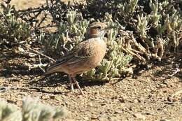 Imagem de Chersomanes albofasciata kalahariae (Ogilvie-Grant 1912)