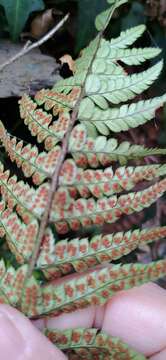 Слика од Polystichum luctuosum (Kunze) T. Moore