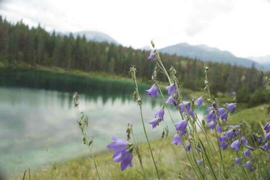 Imagem de Campanula alaskana (A. Gray) W. Wight ex J. P. Anderson