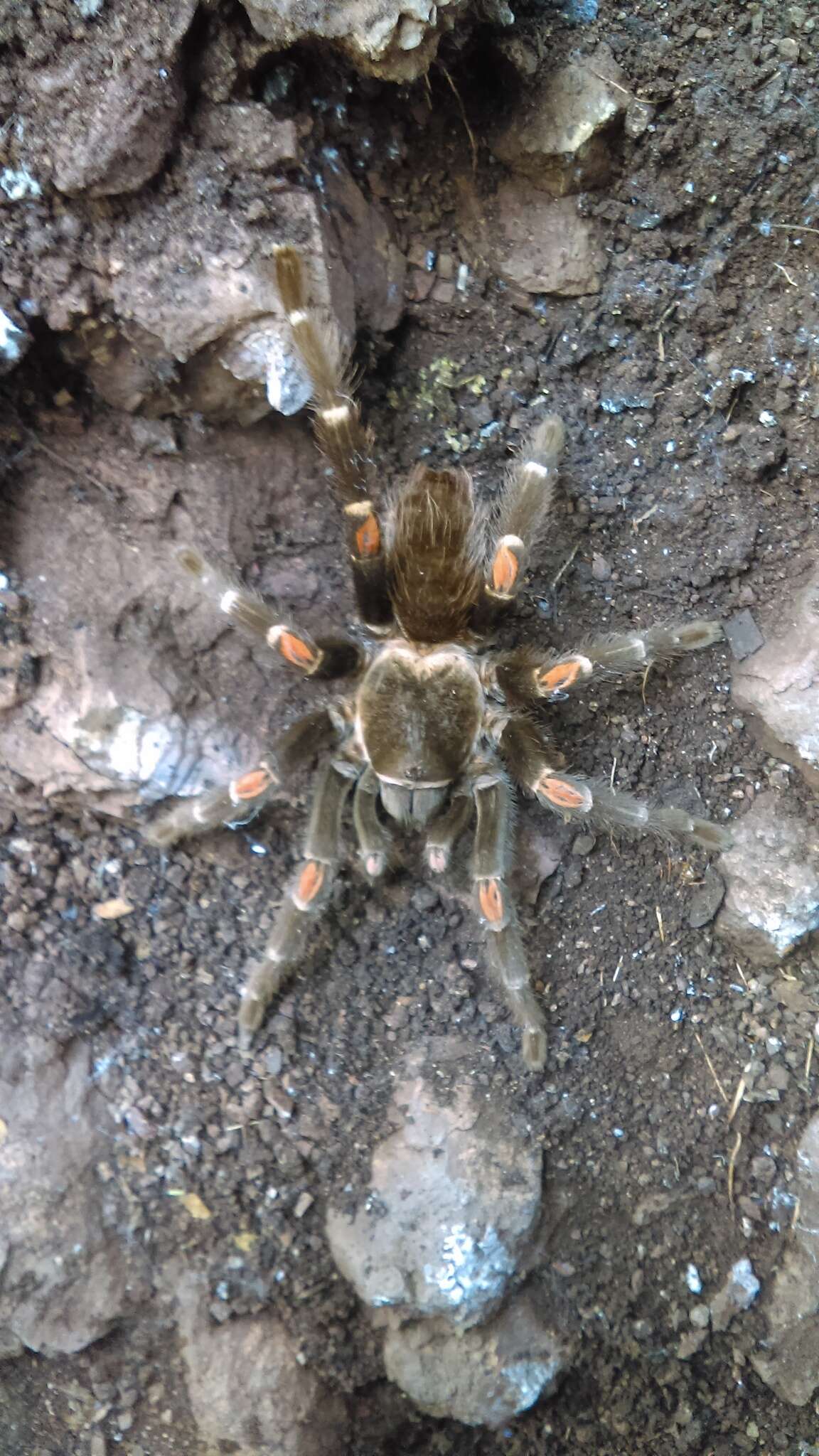 Image of Mexican flameknee tarantula