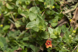 Image of Scarlet pimpernel