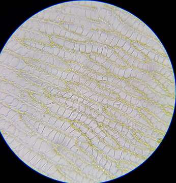 Image of Flexuous Bog-moss