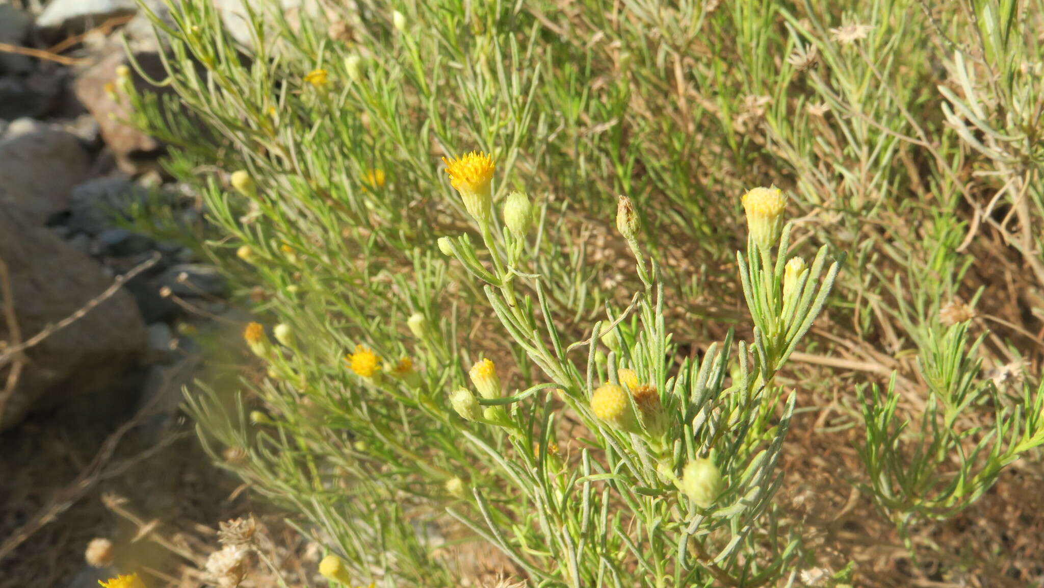 Image of Pulicaria glutinosa (Boiss.) Jaub. & Spach