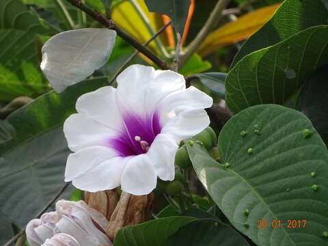 Слика од Ipomoea campanulata L.