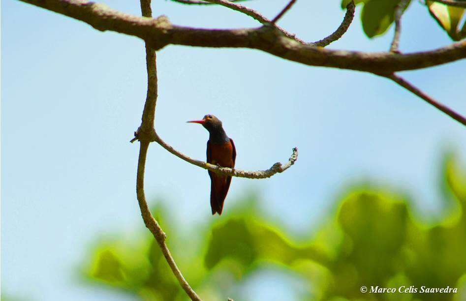 Imagem de Amazilia yucatanensis (Cabot & S 1845)