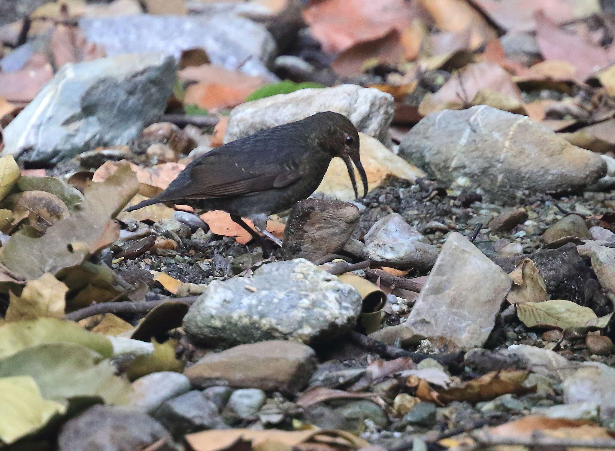 Image of Long-billed Thrush