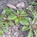 Image of Thompsonella minutiflora (Rose) Britton & Rose