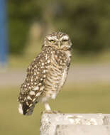 Image of Burrowing Owl