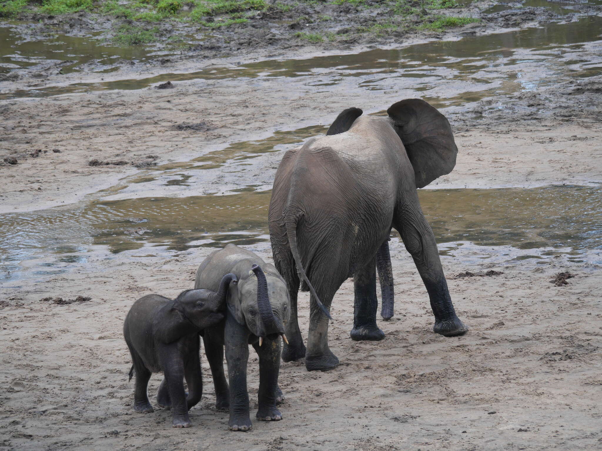 Image of African forest elephant