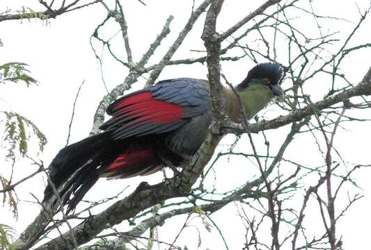 Image of Purple-crested Turaco