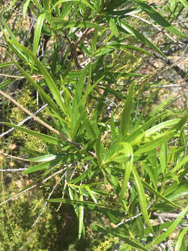 Image of desert willow