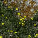 Sivun Ranunculus albertii Regel & Schmalh. kuva