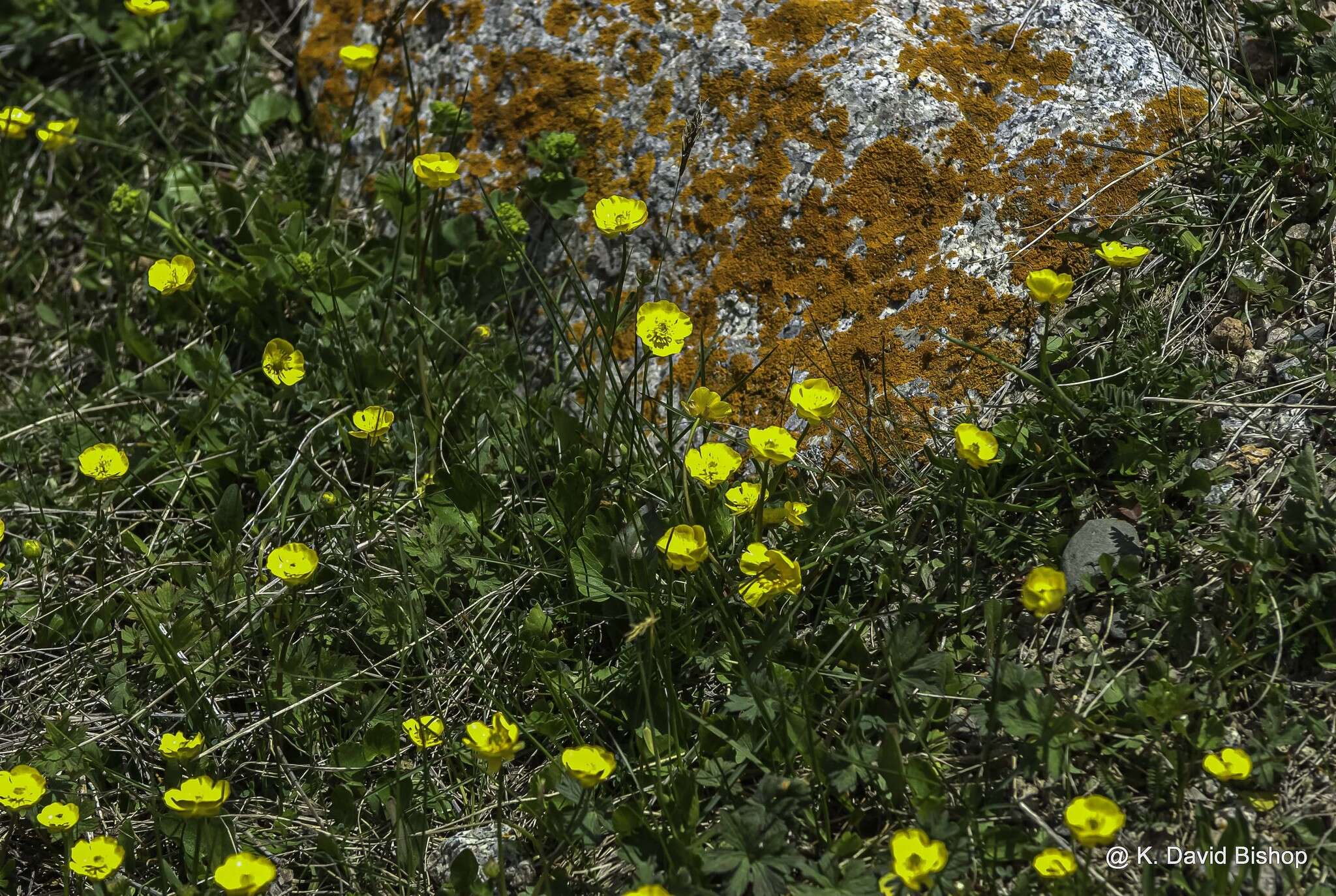 Image of Ranunculus albertii Regel & Schmalh.