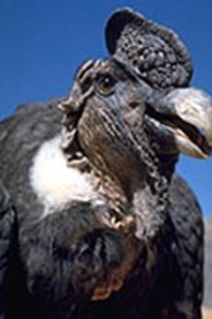 Image of Andean Condor