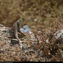 Plancia ëd Sceloporus zosteromus Cope 1863