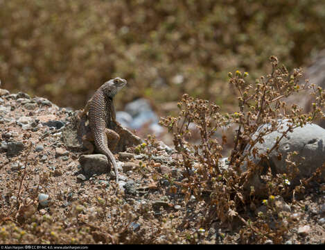 Image of Baja California Spiny Lizard