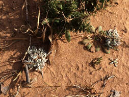 Image of silver pygmycudweed