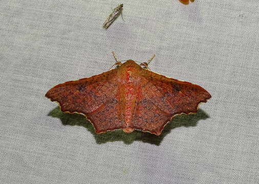 Image of Rhodogonia