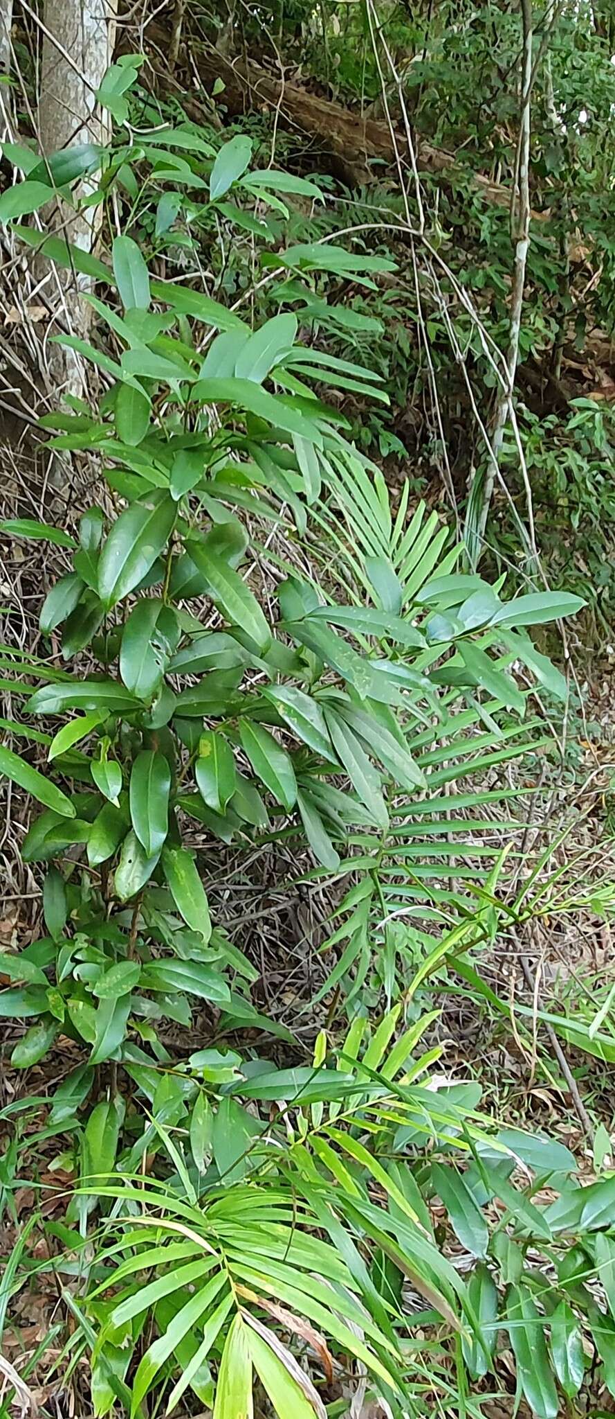 Image of Syzygium moorei (F. Müll.) L. A. S. Johnson