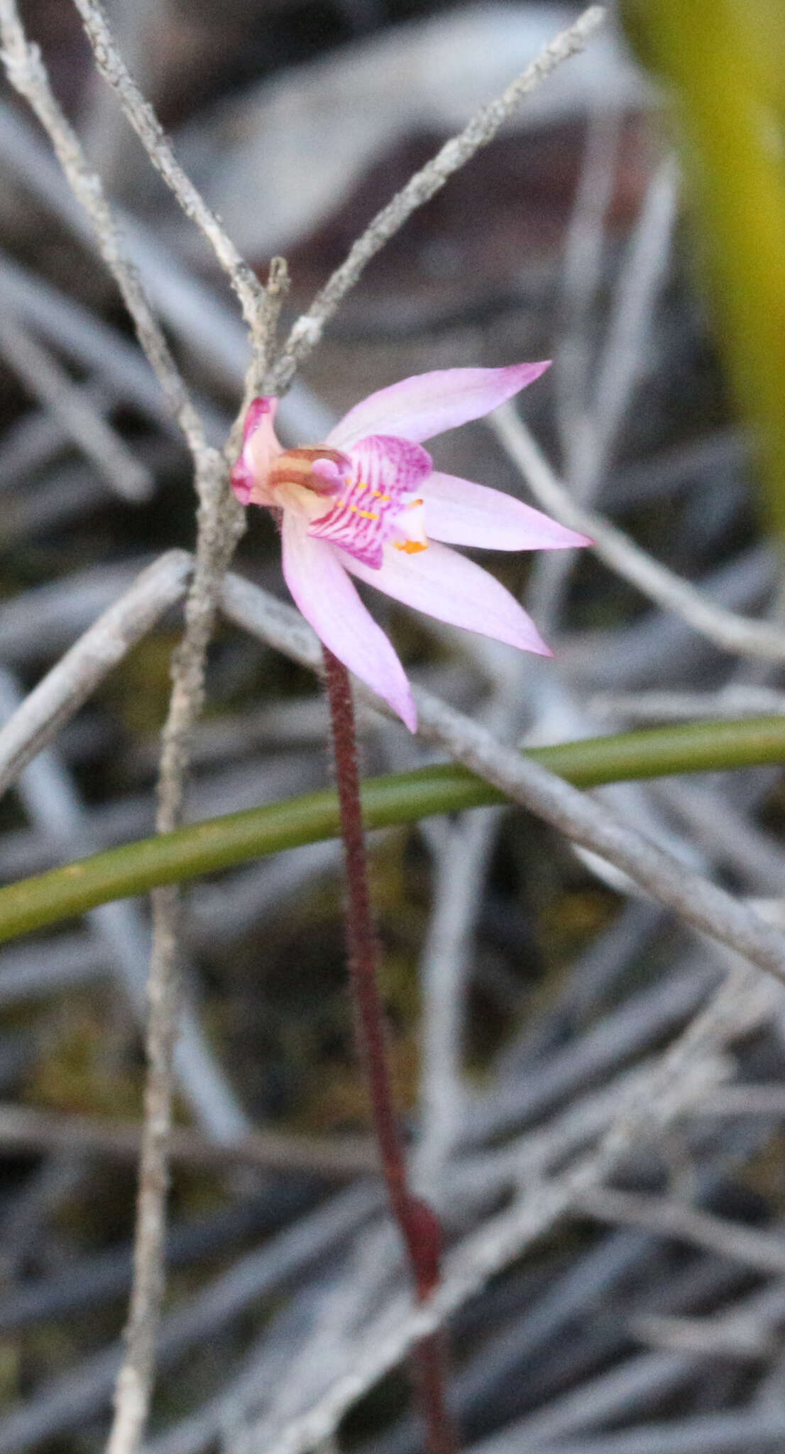 Image of Fairy orchid
