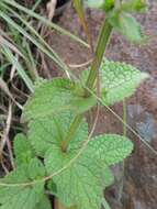 Image of Stachys kuntzei Gürke