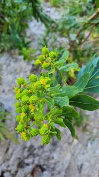 Image of Euphorbia bivonae Steud.