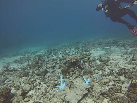 Image of Blueband goby