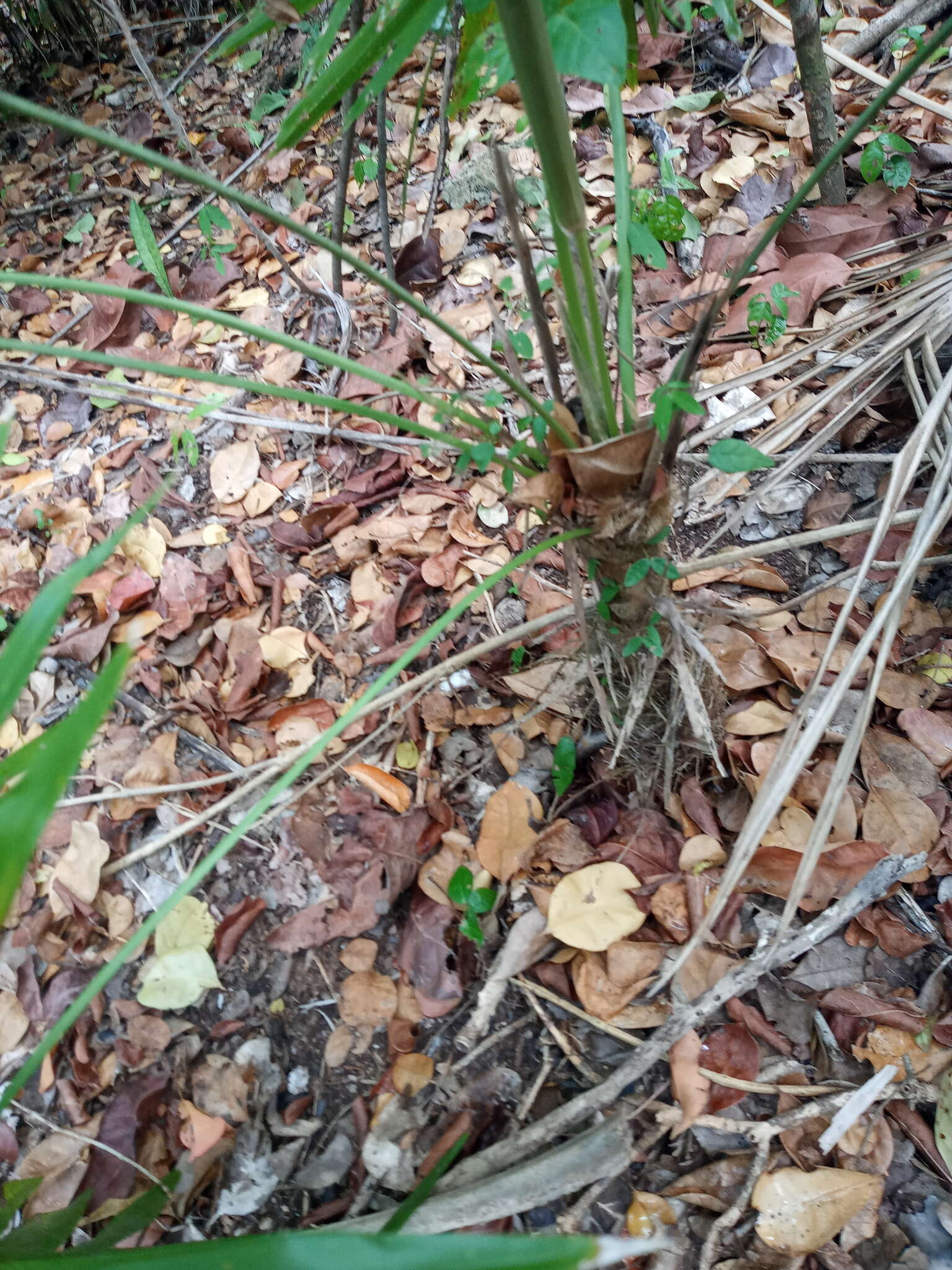 Image of Coccothrinax alta (O. F. Cook) Becc.