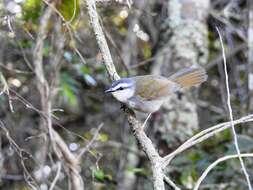 Image of White-striped Warbler