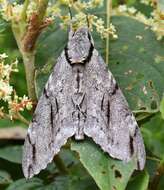 Image of Gray hawk moth