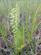 Image of palegreen orchid