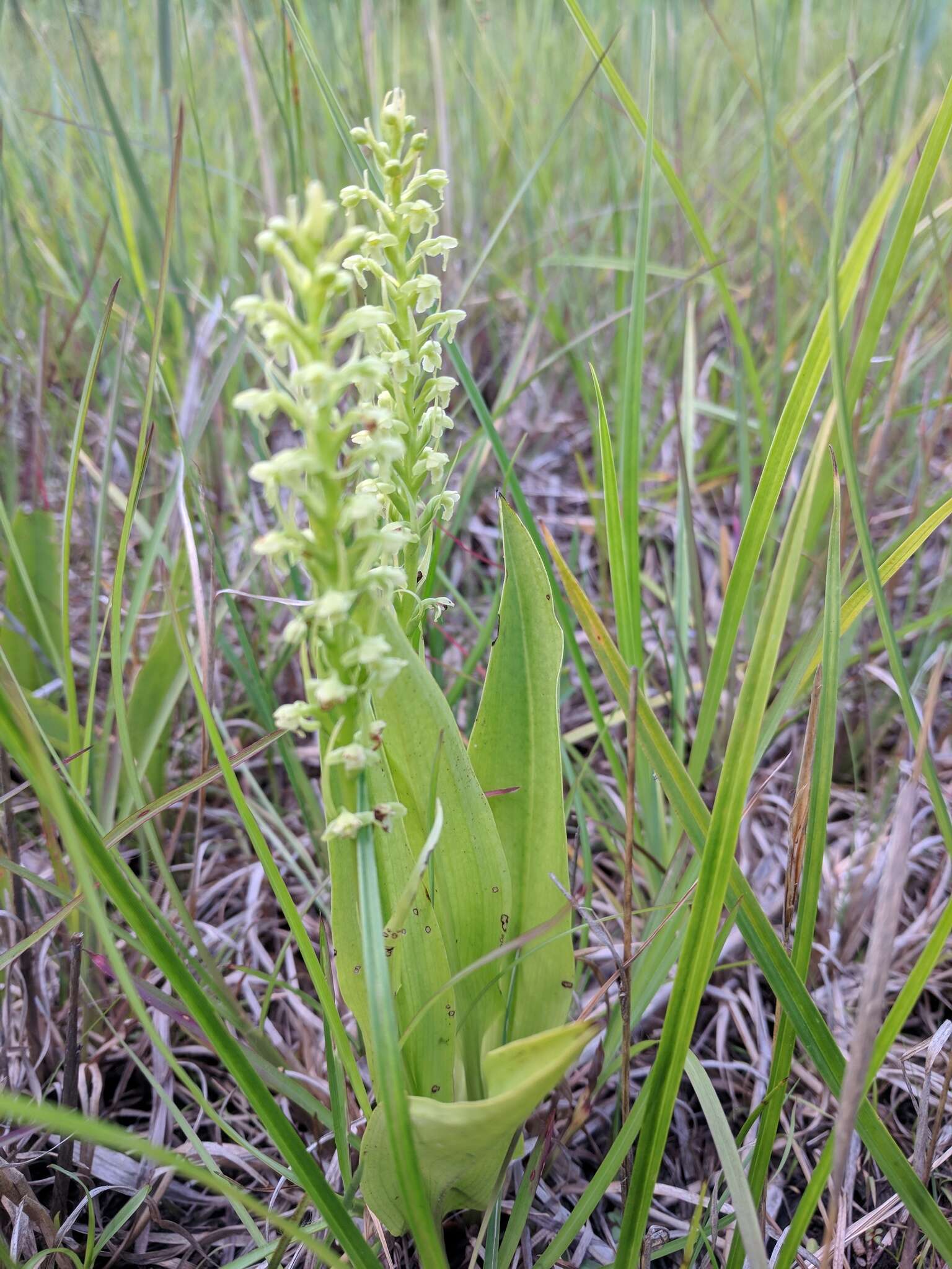 Слика од Platanthera flava var. herbiola (R. Br.) Luer