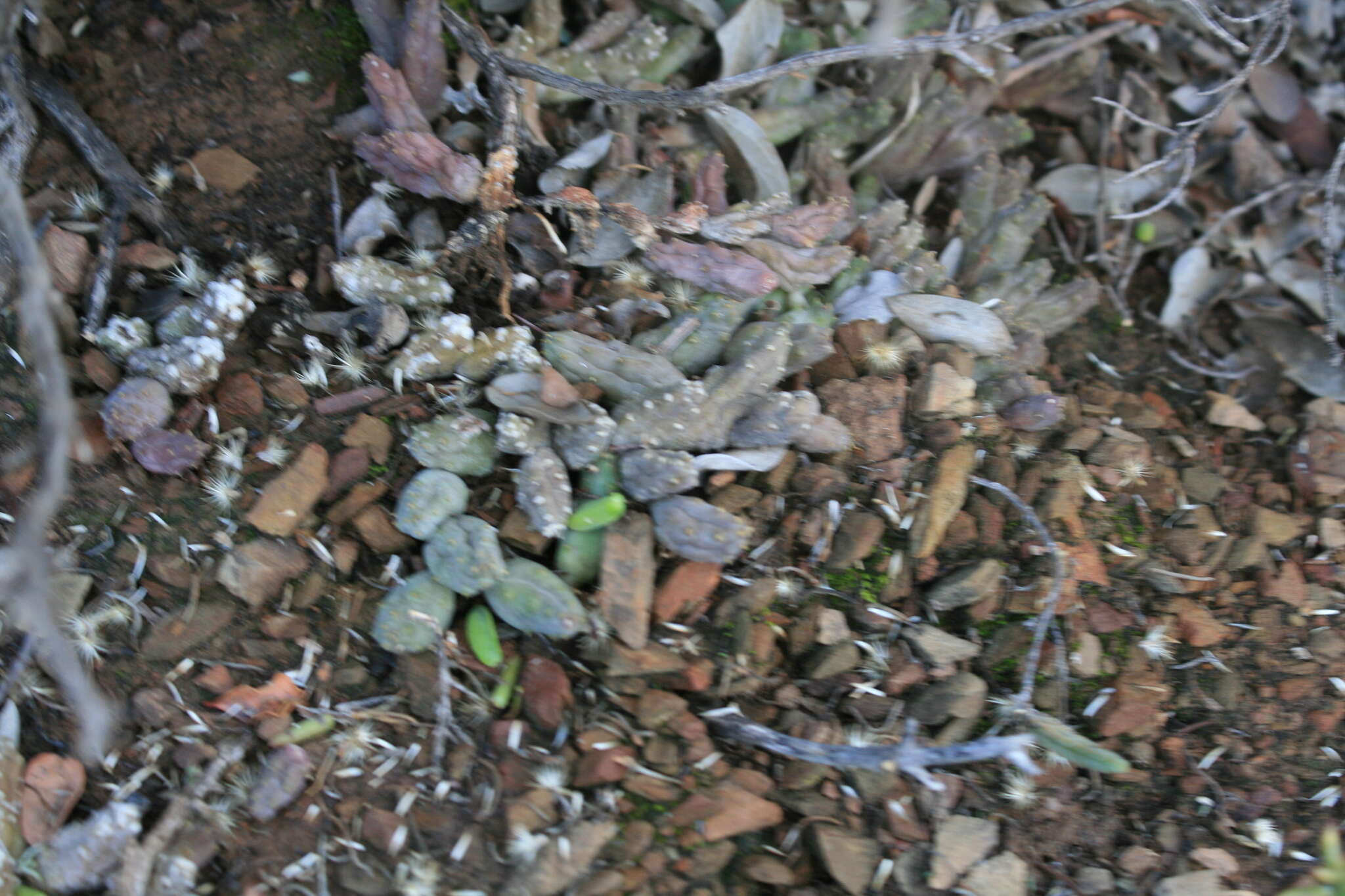 Image de Ceropegia geminata subsp. geminata