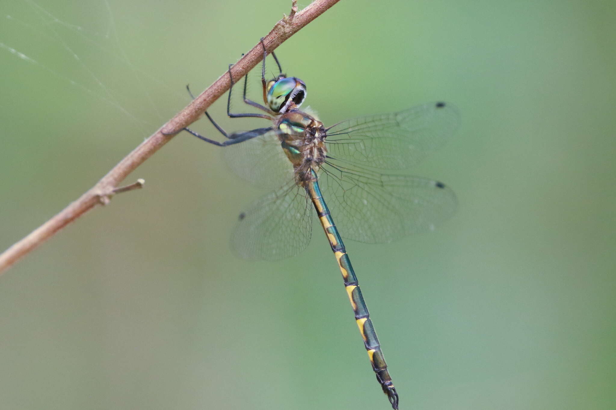 Image of Sentry Dragonfly