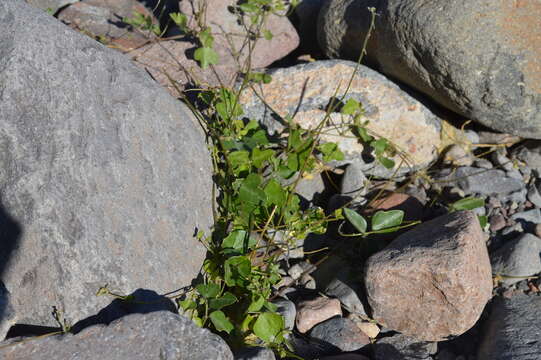 Image of slimjim bean