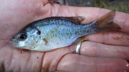 Image of Redear Sunfish