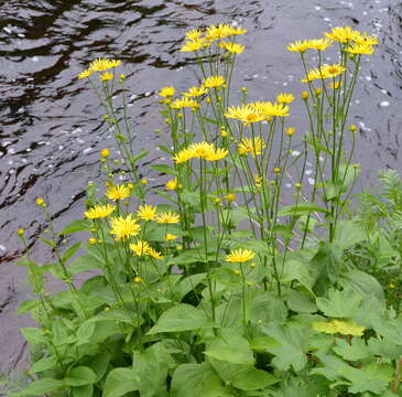 Слика од Doronicum austriacum Jacq.