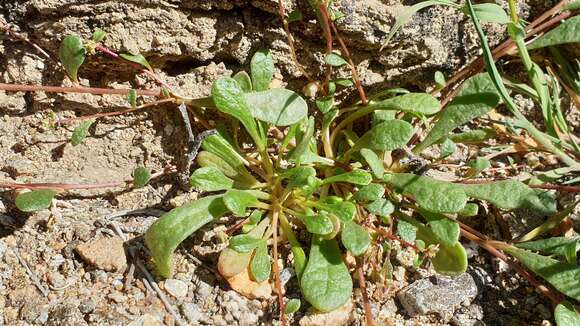 Image of Arizona pussypaws