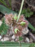 Plancia ëd Scorpiurus muricatus var. subvillosus (L.) Fiori